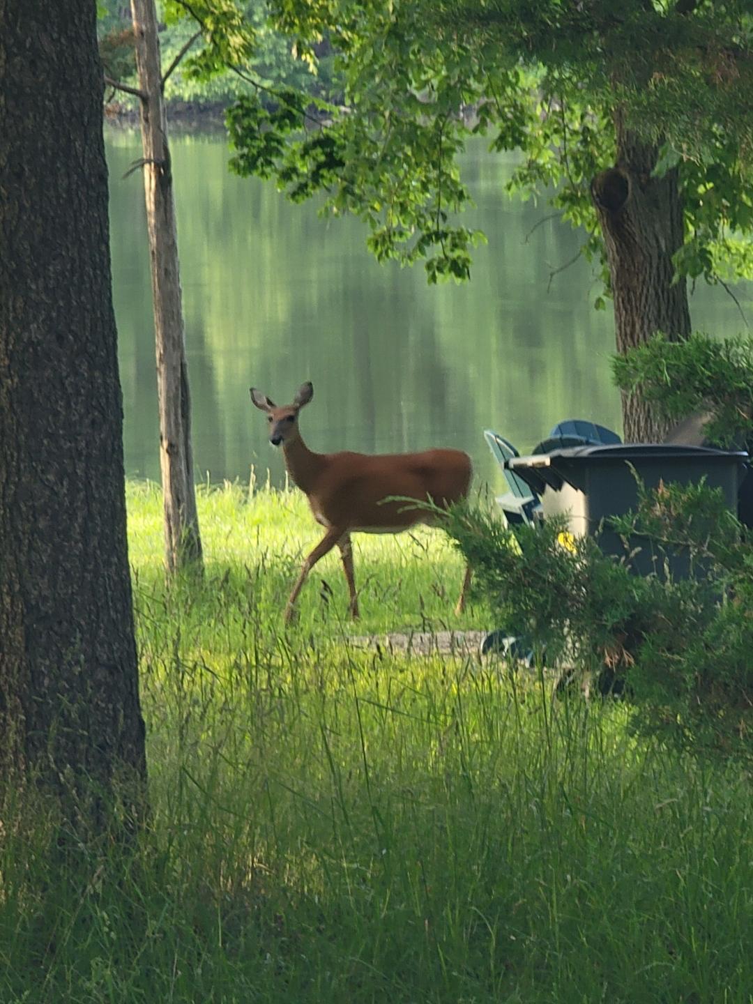Reindeer in the woods